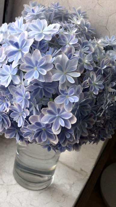 绣球花养了三年为什么不开花？绣球花怎么养才能开花？