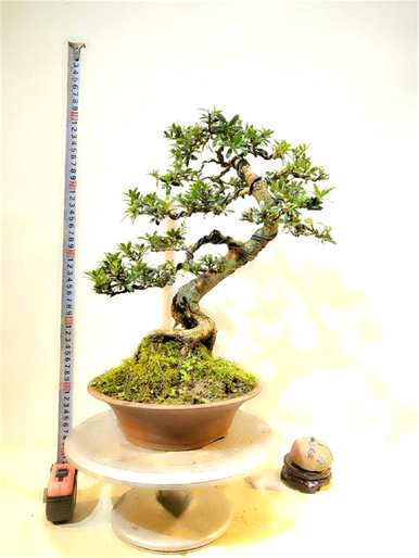 罗汉松容易养活吗？如何养活广东罗汉松？