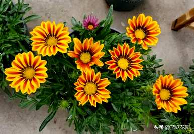 勋章菊是多年生还是一年生？勋章菊有一年生吗？