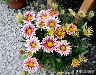 勋章菊是多年生还是一年生？勋章菊有一年生吗？
