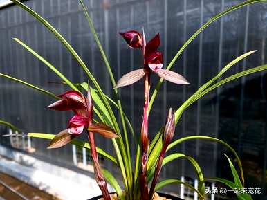 夏兰花品种介绍，兰花品种有哪些？