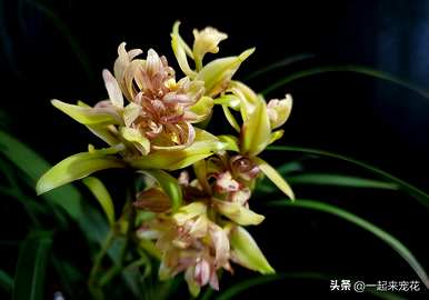 夏兰花品种介绍，兰花品种有哪些？
