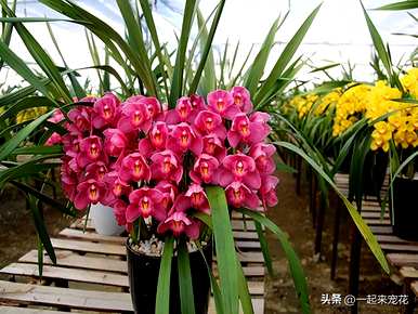 夏兰花品种介绍，兰花品种有哪些？