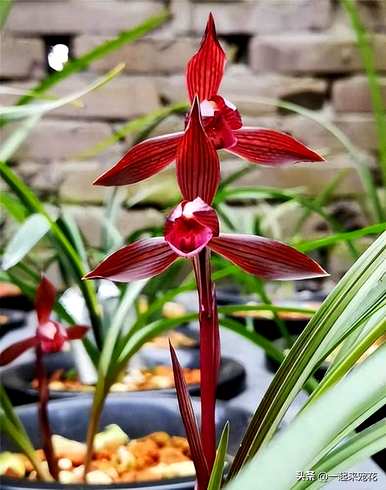 夏兰花品种介绍，兰花品种有哪些？