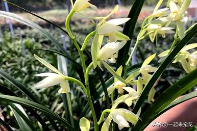 夏兰花品种介绍，兰花品种有哪些？