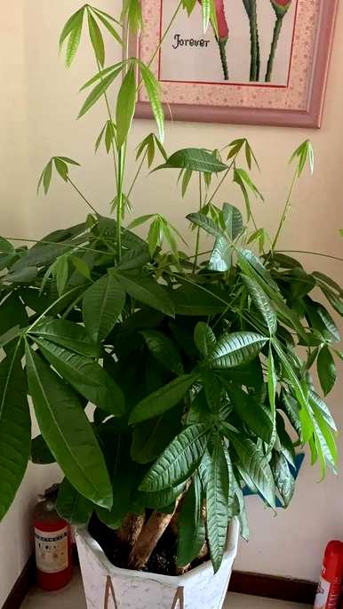 什么花草适合家里养，什么花适合家里养
