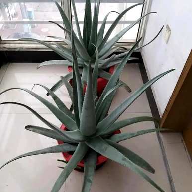 什么花草适合家里养，什么花适合家里养