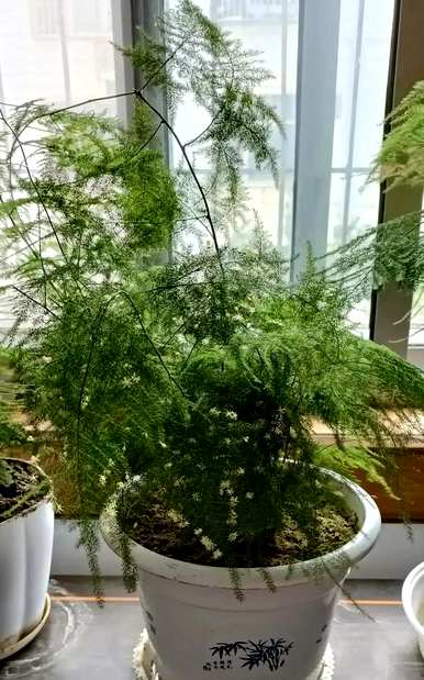 什么花草适合家里养，什么花适合家里养