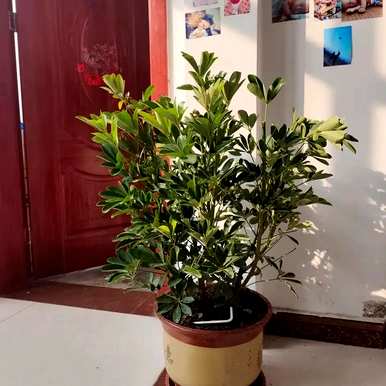 什么花草适合家里养，什么花适合家里养