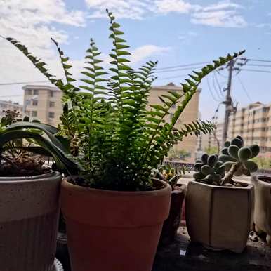 什么花草适合家里养，什么花适合家里养