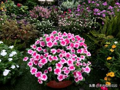如何盆栽花叶蔓长春花，长春花的栽培方法和注意事项