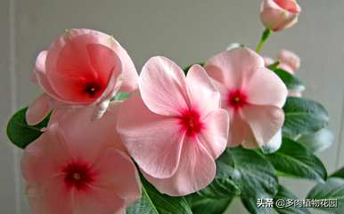 如何盆栽花叶蔓长春花，长春花的栽培方法和注意事项