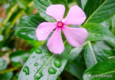 如何盆栽花叶蔓长春花，长春花的栽培方法和注意事项