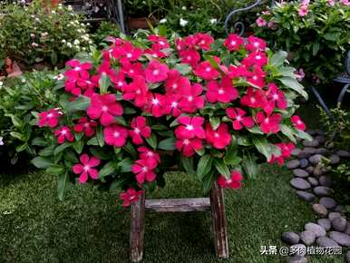 如何盆栽花叶蔓长春花，长春花的栽培方法和注意事项