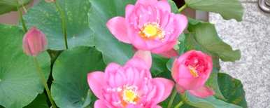 如何种植碗莲长视频、碗莲种植时间和方法