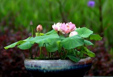 如何种植碗莲长视频、碗莲种植时间和方法