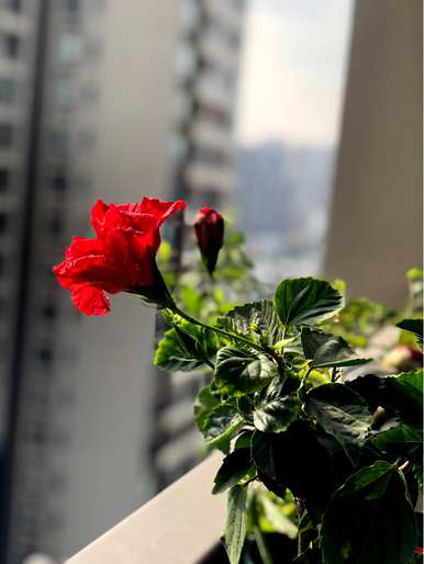 什么是喜欢凉爽潮湿的花，什么是喜欢凉爽的花？