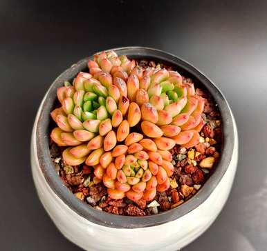养玉露多肉的技巧，如何养多肉的技巧