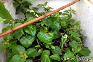 三角梅的切割时间和方法，三角梅的切割时间和方法