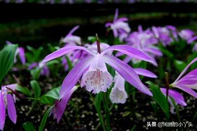 一叶兰开花是什么意思？一叶兰开花是什么意思？