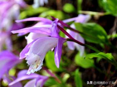 一叶兰开花是什么意思？一叶兰开花是什么意思？