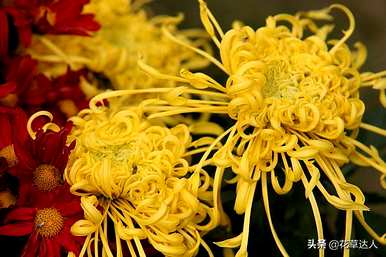 菊花冬天第二年怎么开花？菊花什么时候开花？