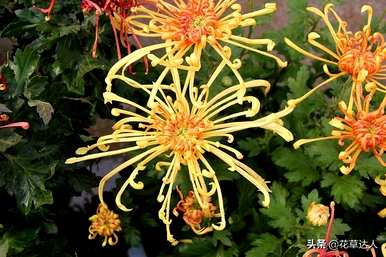 菊花冬天第二年怎么开花？菊花什么时候开花？