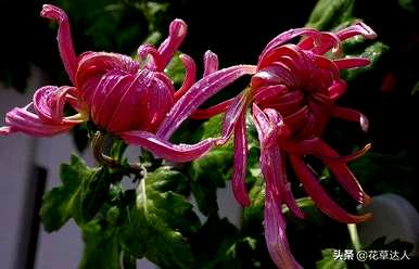 菊花冬天第二年怎么开花？菊花什么时候开花？