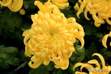 菊花冬天第二年怎么开花？菊花什么时候开花？
