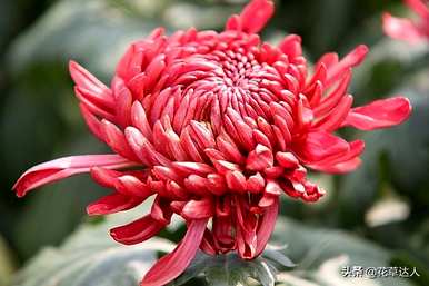 菊花冬天第二年怎么开花？菊花什么时候开花？