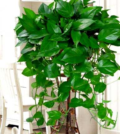 绿萝卜夏天怎么养才能更旺盛？夏天绿萝盆里有小飞虫怎么办？