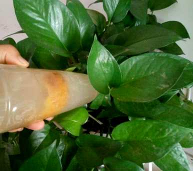 绿萝卜夏天怎么养才能更旺盛？夏天绿萝盆里有小飞虫怎么办？