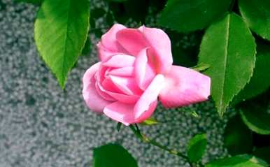 玫瑰花期多长，玫瑰花期多长