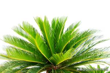 如何种植铁树种子？