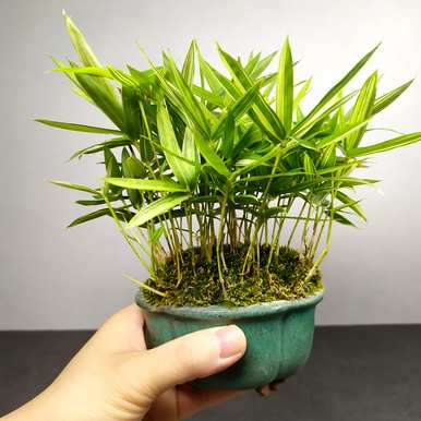 适合室内养的竹子有哪些，家里室内养的竹子风水好吗？
