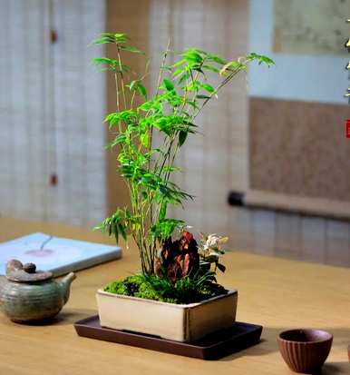 适合室内养的竹子有哪些，家里室内养的竹子风水好吗？