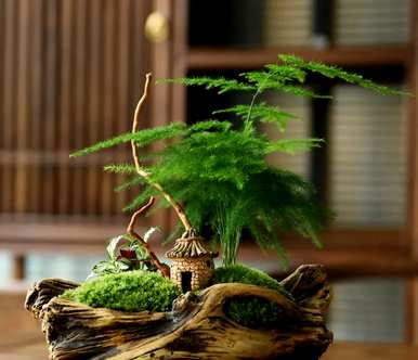适合室内养的竹子有哪些，家里室内养的竹子风水好吗？