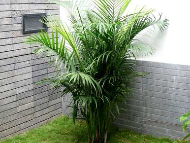 适合室内养的竹子有哪些，家里室内养的竹子风水好吗？