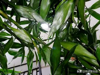 盆栽水生植物有哪些？如何培育盆栽水生植物？