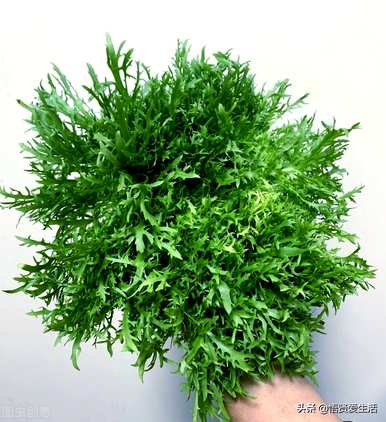 盆栽水生植物有哪些？如何培育盆栽水生植物？