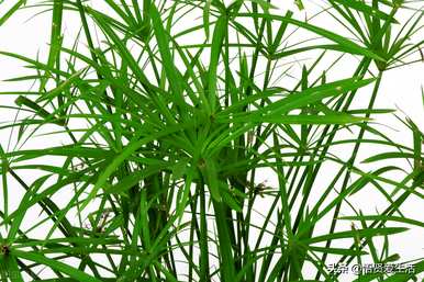 盆栽水生植物有哪些？如何培育盆栽水生植物？