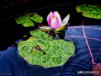盆栽水生植物有哪些？如何培育盆栽水生植物？