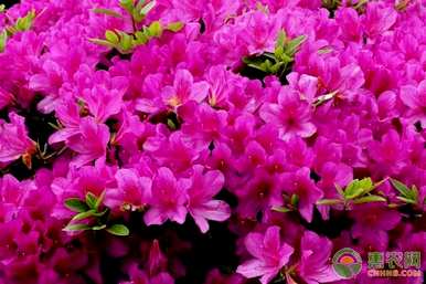 杜鹃花怎么种在地里，杜鹃花怎么种