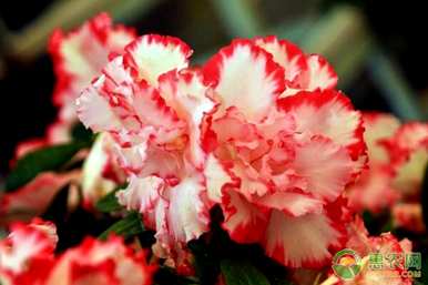 杜鹃花怎么种在地里，杜鹃花怎么种