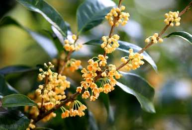 桂花树枯死的抢救方法是什么？