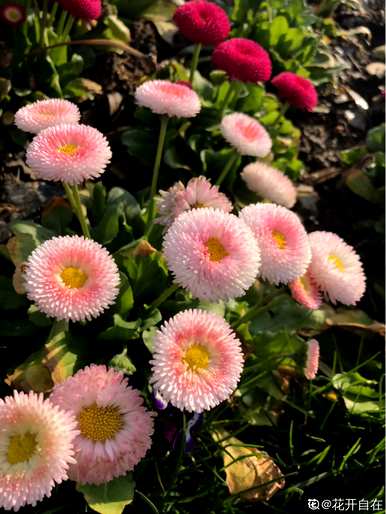 雏菊花期多长？