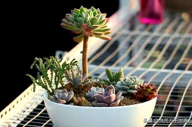 多肉植物的种植方法是什么？如何种植多肉植物无根龙骨？