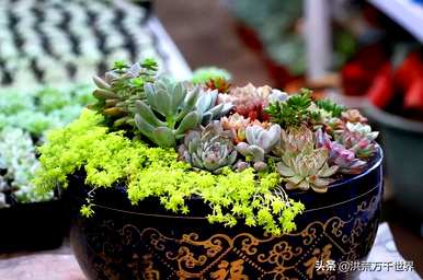 多肉植物的种植方法是什么？如何种植多肉植物无根龙骨？