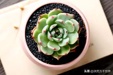 多肉植物的种植方法是什么？如何种植多肉植物无根龙骨？
