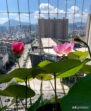 水培碗莲怎么养才能开花？